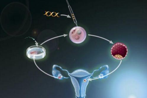 专家